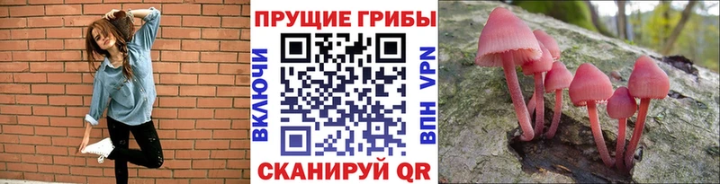 купить   Кяхта  Галлюциногенные грибы Magic Shrooms 
